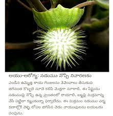 Pin By Vasu Chittoor On Telugu Vasu Chittoor Plants Dandelion Flowers