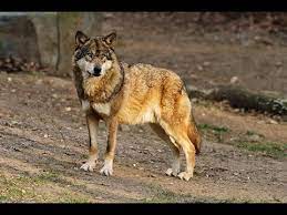 Discover Fun Facts About The Eastern Wolf And Take Action To Help Protect Them Forest Habitat Wolf Wolf Head