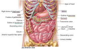 Facial anatomy head anatomy anatomy study body anatomy anatomy drawing anatomy art anatomy reference drawing reference anatomy images. Picture Of Internal Organs Of The Body Koibana Info Human Body Organs Anatomy Human Body Diagram Human Body Anatomy