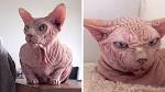 Sphynx / Hairless Cat Cat Breed Profile | Petfinder