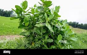 Image result for Premna serratifolia