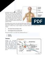 You could also print the picture by clicking the print button above the image. A P Coloring Nervous Worksheet Pdf Nervous System Autonomic Nervous System