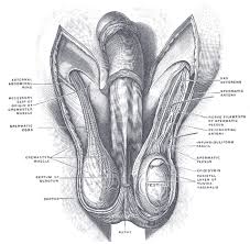The character was sculpted in zbrush, rigged in 3ds max and final. The Male Genital Organs Human Anatomy