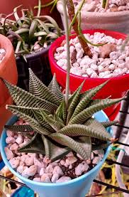 Image result for Haworthia limifolia