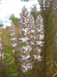 Image result for Vernonia karaguensis