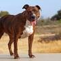 Profile Picture of Pit bull | Description, Temperament, Breeds, & Facts | Britannicaon Google