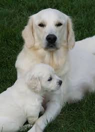 Heroes Gold European Creme Golden Retrievers Dogs Golden Retriever Retriever Puppy Golden Retriever