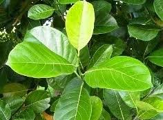 Maybe you would like to learn more about one of these? Gambar Daun Nangka Kering Tips Dan Trik Pertanian
