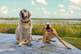 Maybe you would like to learn more about one of these? Lowcountry Lab Rescue