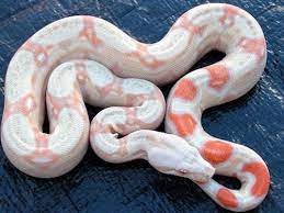 Albino Columbian Boa For Sale Pet Snake Reptile Snakes Reptiles