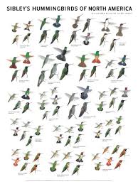 North America Bird Identifier By Picture Sibley S Hummingbirds Of North America Wall Poster Hummingbird Colorful Birds Little Birds