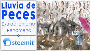 Rain of fish), also known as aguacero de pescado (lit. Lluvia De Peces Extraordinario Fenomeno Steemkr
