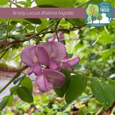 Image result for Robinia hispida