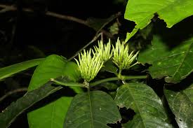 Image result for Oxyanthus speciosus