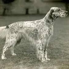 Find the perfect puppies in pennsylvania (pa)! English Setter Dog Breed Information