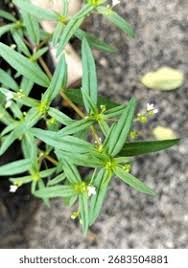 Image result for Oldenlandia