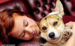 Indy the Corgi gets ear bitten off by a German pointer at RSPCA dog show