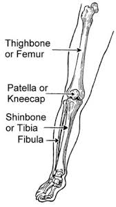La jambe est, en anatomie humaine, la partie de chaque membre inférieur du corps s'articulant en haut avec la cuisse, via le genou, et en bas avec le pied, via la cheville. Jambe Vikidia L Encyclopedie Des 8 13 Ans
