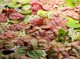 Image result for Phyllanthus polyanthus