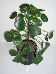 View allall photos tagged ufopflanze. Pilea Peperomioides Wikipedia