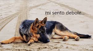 Una malattia autoimmune è caratterizzata da una disfunzione del sistema immunitario che induce l'organismo ad attaccare i propri tessuti. Miastenia Gravis Nel Cane Debolezza E Megaesofago Amica Veterinaria