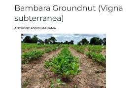 Image result for Vigna subterranea