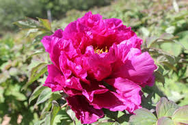 Image result for Psydrax fragrantissima