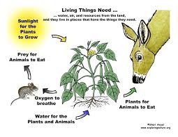 What Living Things Need Plants Molecules Classroom Strategies
