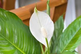 Good luck flowers for 2021. 10 Good Luck Plants Arrangement Care And More Planters Etc