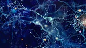 Image result for neuron