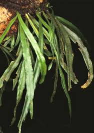 Image result for Loxogramme