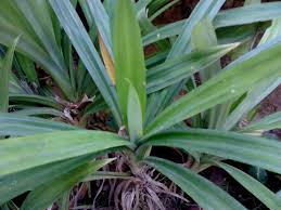In the u.s., pandan is widely available frozen and can usually be found at asian grocery stores. Garden Care Simplified Eat Basmati Rice Daily The Basmati Rice Fragrant Leaves Plant