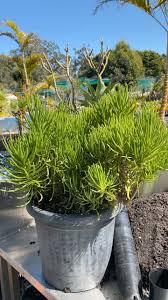 Image result for Senecio barbertonicus