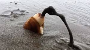 Dihalaman ini anda akan melihat gambar hewan laut kartun hitam putih yang menarik! Hewan Unik Penunggu Pasir Pantai Masuk Pasir Langsung Beol Youtube