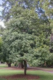 Image result for Macadamia aff. integrifolia