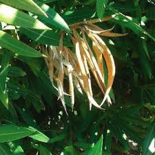 Image result for xylella fastidiosa oleander symptoms