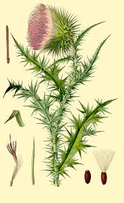 Image result for Carduus