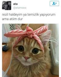 Srpl 5 Adli Kullanicinin Komik Panosundaki Pin Sevimli Kediler Sevimli Kedi Yavrulari Guzel Kediler