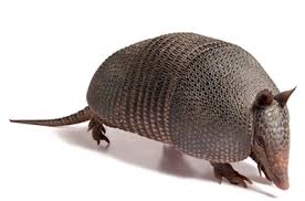 Armadillo - Wikipedia