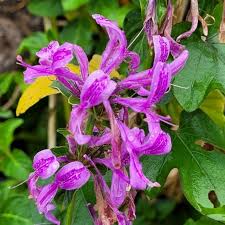 Image result for Hypoestes aristata