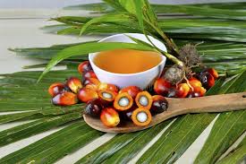 Image result for Elaeis