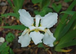 A charming iris, it spreads slowly in part sun and the fresh green iris fans are lovely as a counterpoint to other plant forms in the garden. Japanese Roof Iris Hortitopia