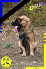 Puppy Growth Chart Odin Leonberg Male