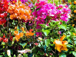 We did not find results for: Different Types Of Blum S On A Flower Stock Image Colourbox