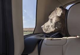 Llevar a la mascota en el carro? Aquí unos &#39;tips&#39; de seguridad a tener en cuenta