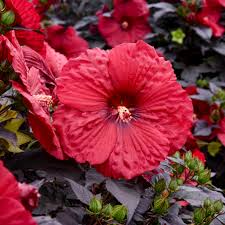 Image result for Hibiscus mutatus