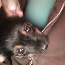 Wotif is australia's favourite place to find cheap hotel deals. The Holistic Pet Nutrition Center Harmony Pa Home Facebook