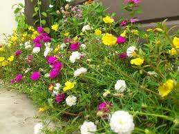 Moss Rose Portulaca Grandiflora Is A Flowering Plant In The Family Portulacaceae Native To Argentina Sout Planting Flowers Rose Plant Care Planting Roses