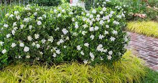 Disease resistant and low maintenance! Jubilation Gardenia