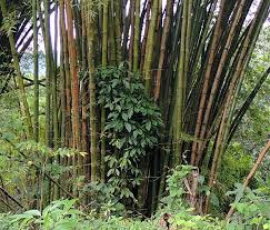 Image result for Bambusa vulgaris